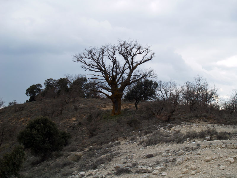 El gran roble situado en el Pico de los Hornos